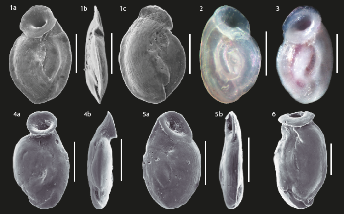 Wiesnerella auriculata from Northeast Brazil
