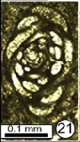 Hemigordiellina pulchrissima Ebrahim Nejad &amp; Vachard in Ebrahim Nejad, Vachard, Siabeghodsy &amp; Abbasi, 2015