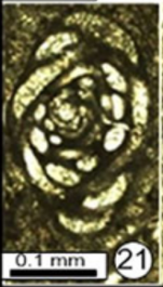 Hemigordiellina pulchrissima Ebrahim Nejad & Vachard in Ebrahim Nejad, Vachard, Siabeghodsy & Abbasi, 2015