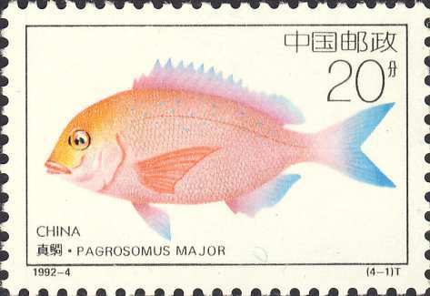 Pagrosomus major Pagrosomus major