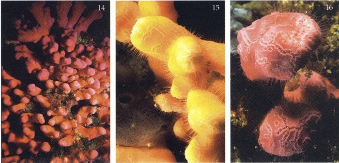 Distichopora vervoorti