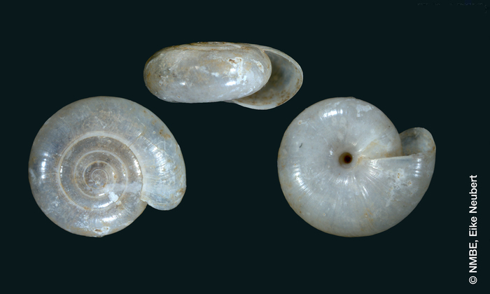 Vitrea szekeresi Deli &amp; Subai, 2011