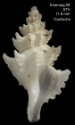 Pagodula cossmani, specimen from Banc Le Danois (4403.38' N, 450.60'W, 490 m, ECOMARG08, S7V), actual size 11.8 mm