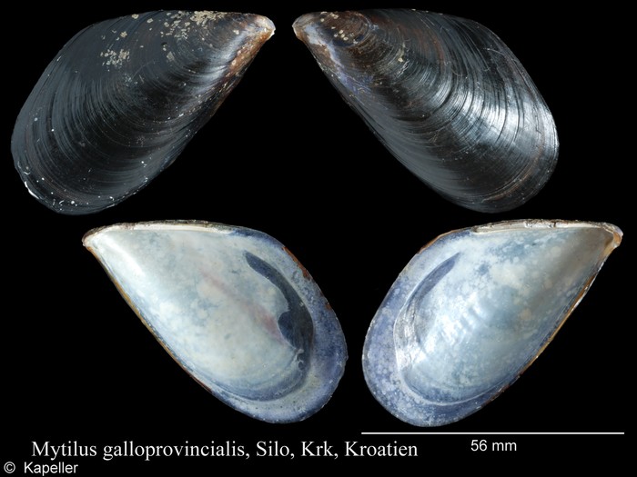 Mytilus galloprovincialis