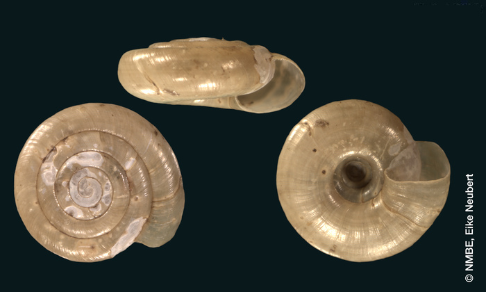 Zonites festinans Shuttleworth, 1852