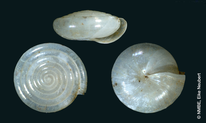 Vitrea saboorii Neubert &amp; Bössneck, 2013