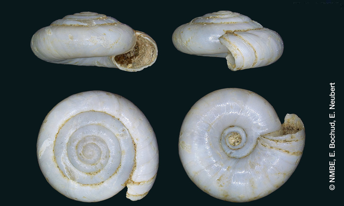 Vitrea lanx Neubert, Bank &amp; Menkhorst, 2025