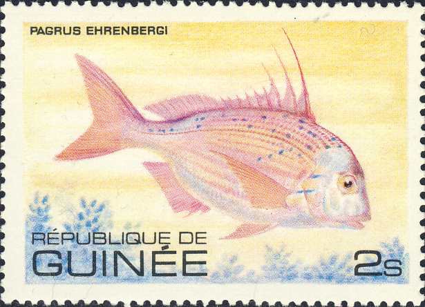 Pagrus ehrenbergi Pagrus ehrenbergi