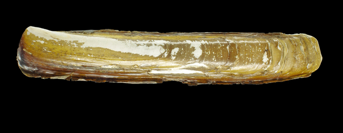 Ensis terranovensis Vierna &amp; Martínez-Lage, 2012 - Iceland SW - 156 mm