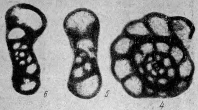 Endothyra aljutovica Reitlinger, 1950