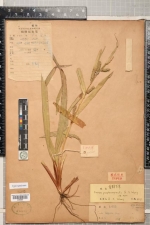 Type of carex purplevaginalis at HIB