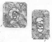 Endothyra similis Rauzer-Chernousova & Reitlinger, 1936
