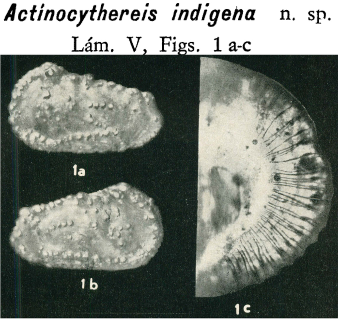 Actinocythereis indigena Bertels, 1969 from the original description