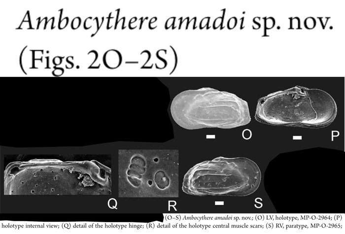 Ambocythere amadoiBergue &amp; Coimbra, 2021 from the original description