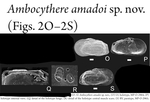 Ambocythere amadoiBergue & Coimbra, 2021 from the original description