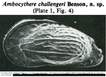 Ambocythere challengeri Benson, 1983 from the original description