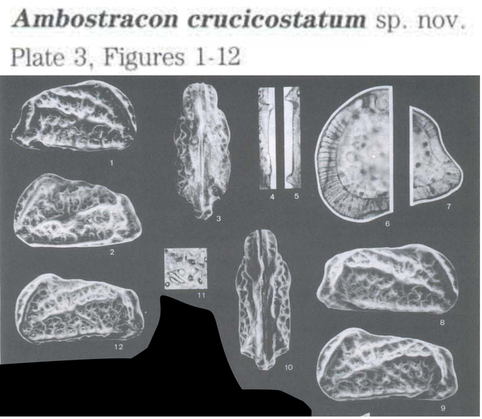 Ambostracon crucicostatum Sanguinetti, Ornellas &amp; Coimbra, 1991 from the original description