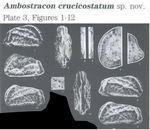 Ambostracon crucicostatum Sanguinetti, Ornellas & Coimbra, 1991 from the original description