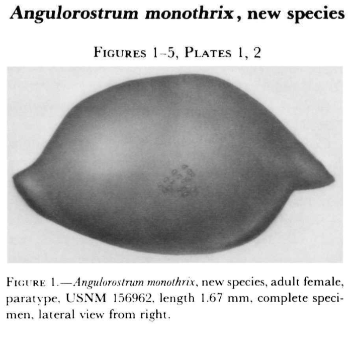 Angulorostrum monothrix Kornicker, 1981 from the original description