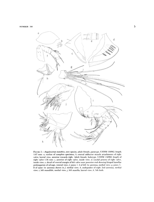 Angulorostrum monothrix Kornicker, 1981 from the original description
