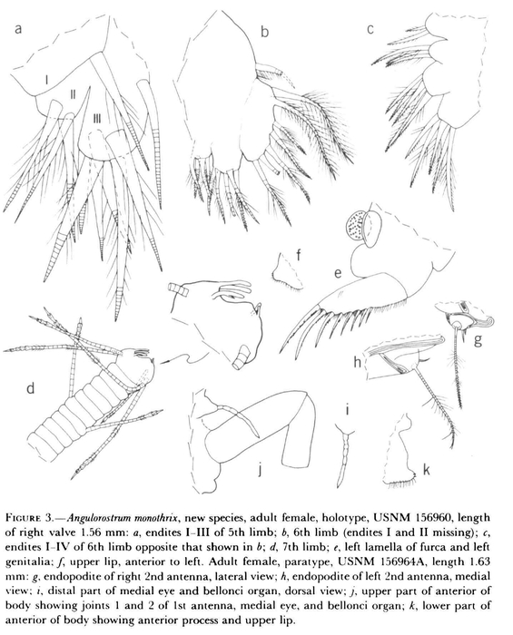 Angulorostrum monothrix Kornicker, 1981 from the original description