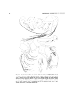 Angulorostrum monothrix Kornicker, 1981 from the original description