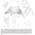 Angulorostrum monothrix Kornicker, 1981 from the original description