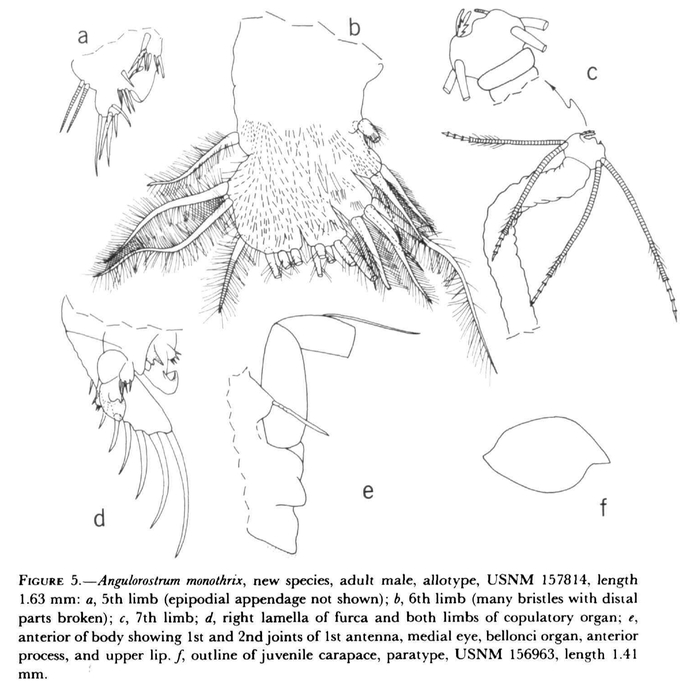 Angulorostrum monothrix Kornicker, 1981 from the original description