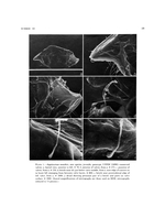 Angulorostrum monothrix Kornicker, 1981 from the original description