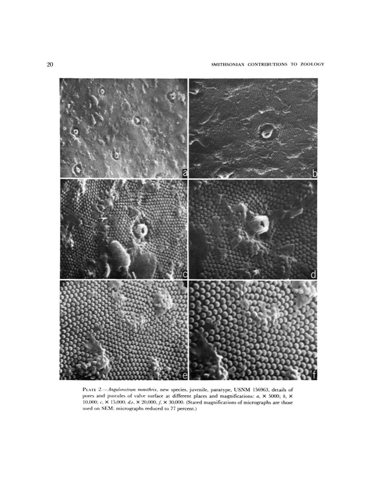Angulorostrum monothrix Kornicker, 1981 from the original description