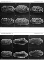 Rockallia enigmatica  Whatley, Frame & Whittaker, 1978 from the original description