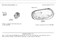 Rockallia enigmatica  Whatley, Frame & Whittaker, 1978 from the original description