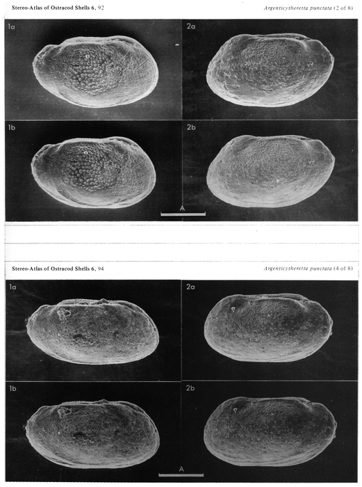 Argenticytheretta (Argenticytheretta) punctata Rose, 1979 from the original description