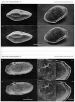 Argenticytheretta (Argenticytheretta) punctata Rose, 1979 from the original description