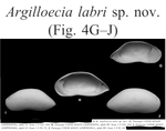 Argilloecia labri Yasuhara & Okahashi, 2014 from the original description