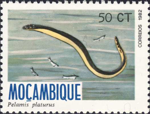 Pelamis platurus Pelamis platurus