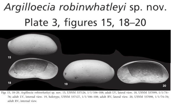 Hemicythere auricula Yasuhara, Okahashi &amp; Cronin, 2009 from the original description Teeter, 1975 from the original description