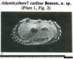 Atlanticythere carlitae Benson, 1983 from the original description