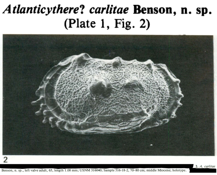 Atlanticythere carlitae Benson, 1983 from the original description