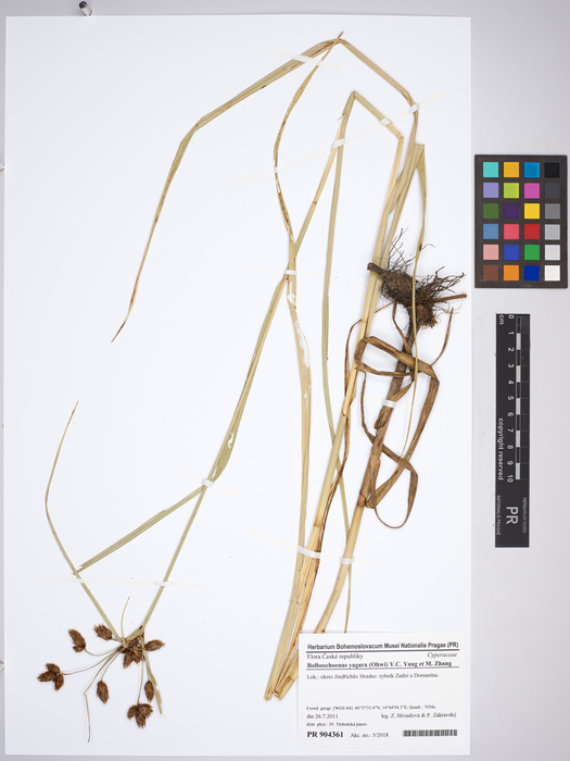 Bolboschoenus yagara