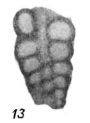 Trepeilopsis grandis var. minima Dain, 1958