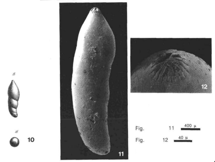 Marginulina similis d'Orbigny, 1846 Lectotype