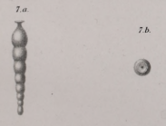 Nodosaria egregia Franzenau, 1890
