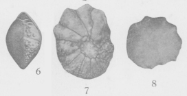 Rotalia mexicana Nuttall, 1928