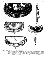 Puncia novozealandica Hornibrook, 1949 from the original description
