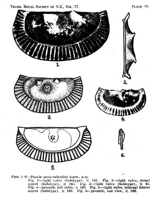 Puncia novozealandica Hornibrook, 1949 from the original description