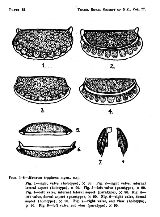 Manawa tryphena Hornibrook, 1949 from the original description