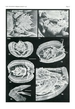 Manawa staceyi Swanson, 1989 from the original description