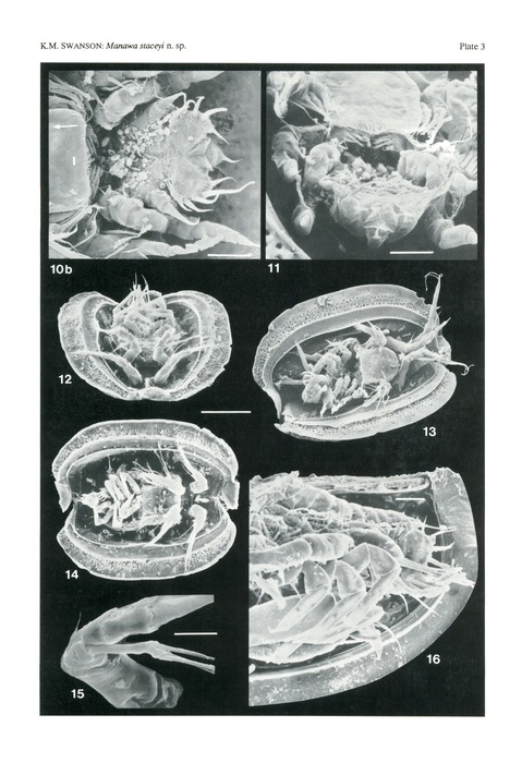 Manawa staceyi Swanson, 1989 from the original description