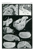 Manawa staceyi Swanson, 1989 from the original description